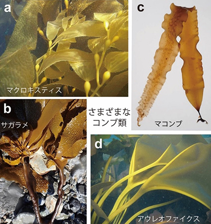 褐藻ジャイアントケルプ(a), サガラメ(b), マコンブ（リシリコンブ）(c), アウレオファイクス．
