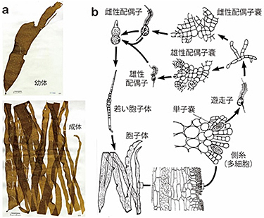 図4　コンブモドキ a. 藻体外観；b. 生活史型．