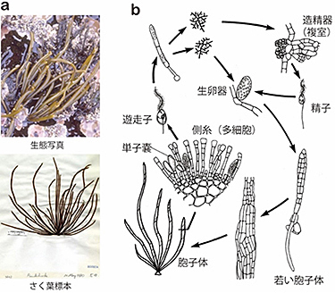 図5 ニセツルモ a. 藻体外観；b. 生活史型．