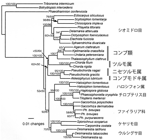 図6 コンブモドキを含む分子系統樹。葉緑体ルビスコ遺伝子系統樹 (ML) [Sasaki et al. (2001) を改変]．