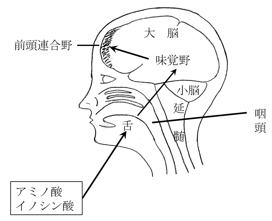 図1　うま味を認識する舌からの刺激経路（→）の概略図
