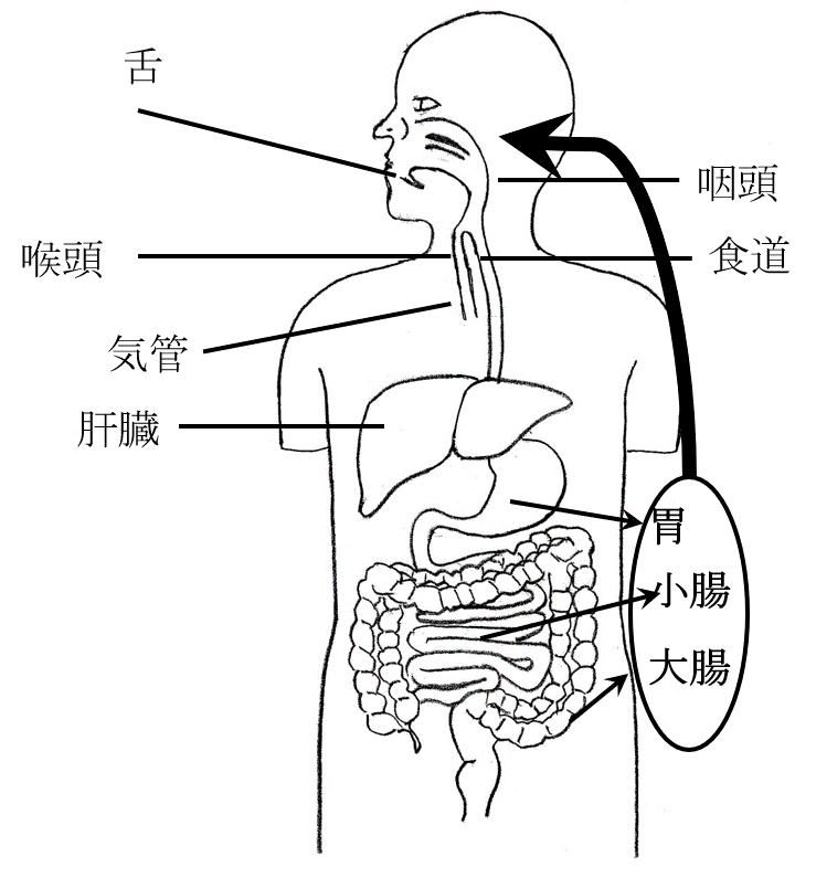 図2　内臓から延髄を経由するうま味の刺激経路 （→）のイメージ図