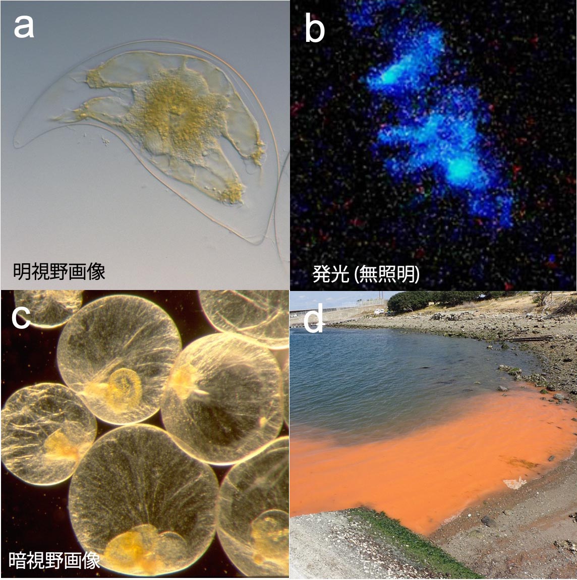 図1 発光する渦鞭毛藻 Pyrocystis lunula（NIES-609株）の明視野画像 (a) と青い発光 (b) [国立環境研究所微生物系統保存施設提供]；ヤコウチュウの暗視野画像 (c)と赤潮 (d)． 