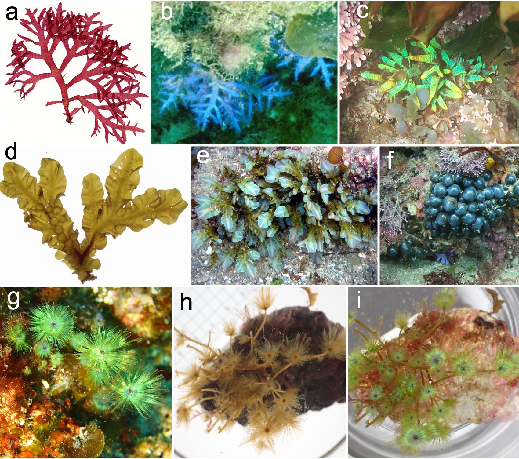 図4 さまざまな海藻類でみられる構造色。紅藻ヒラワツナギソウ（a–c）；褐藻シワヤハズ (d, e)；緑藻タマゴバロニア (f)；褐藻クジャクケヤリ (g–i)．a, d, hは藻体の下側からの照明で色素による色が，b, c, e, f, g, i は藻体上部からの照明で構造色が観察される．
