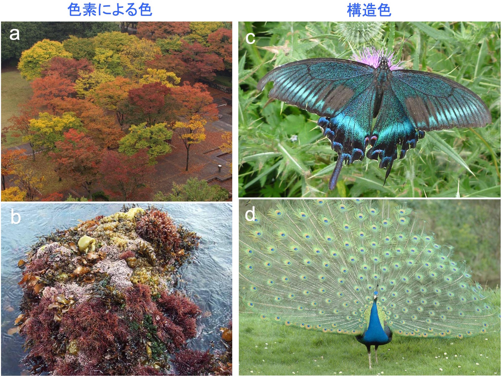 図5 さまざまな生物の色のメカニズム．色素によって生じる陸上植物の葉 (a)と海藻類 (b)の色；構造色によって生じる蝶 (c) とクジャク (d) のはねの色．