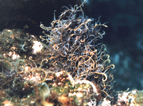 図2. カギイバラノリHypnea japonicaの海中写真