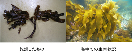 三重県志摩半島のサガラメ