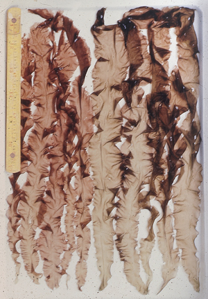 写真1 東京湾（千葉県富津）で養殖されたスサビノリの“赤芽”（左5個体）と“青芽”（右5個体）の生の葉状体