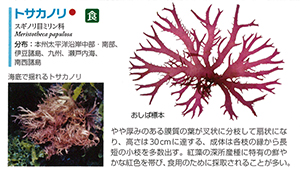 深所産紅藻トサカノリ