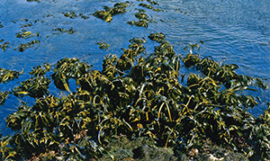 春の大潮干潮時に姿を現した褐藻アラメの群落
