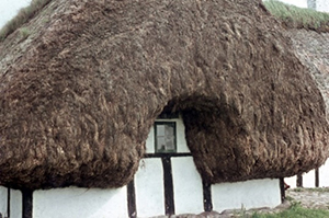 写真2.  レーセ島の古い農家のアマモ葺き屋根（1964）