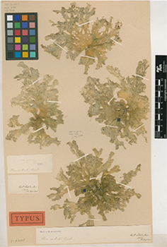 図３　スウェーデン自然史博物館に収蔵されているUlva australis のタイプ標本 (S-A2025) ．