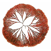 ニセフサノリ（紅藻）