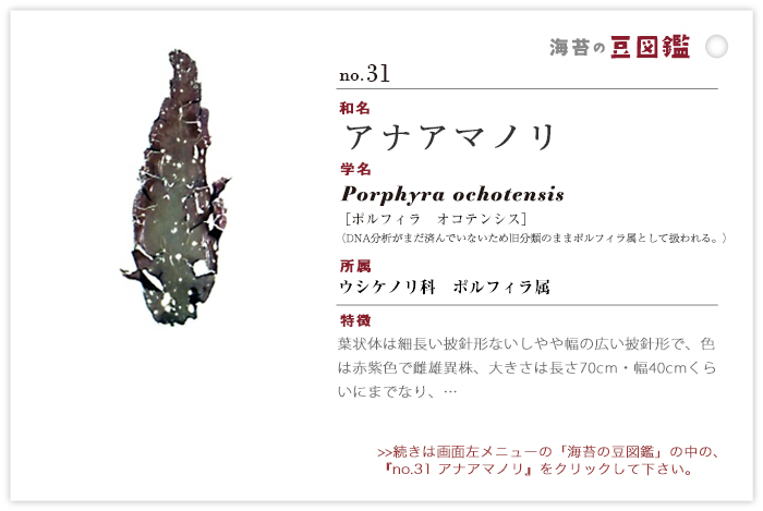 海苔の豆図鑑 no.31 アナアマノリ