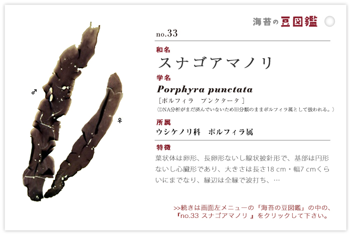 海苔の豆図鑑 no.33 スナゴアマノリ