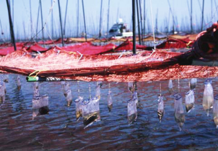九州有明海地区の支柱漁場で行われている採苗