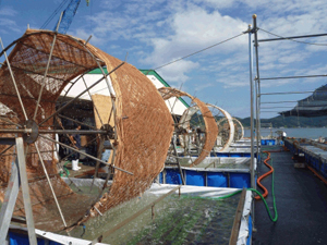 写真左　回る6台の採苗水車(石巻湾)