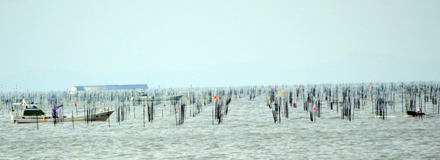 写真　のり漁場に建てこまれた支柱の列