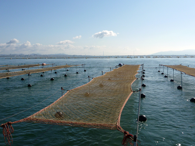 瀬戸内海浮流し漁場における陸上採苗網の育苗風景