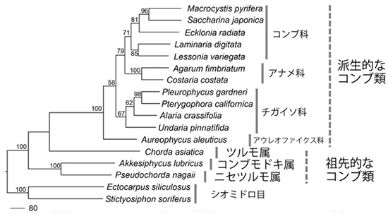 図8 コンブモドキを含む分子系統樹。葉緑体・ミトコンドリア8遺伝子系統樹 (MP)[Kawai et al. (2013) を改変]．