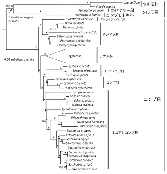 図9 コンブモドキを含む分子系統樹。葉緑体・ミトコンドリア・核多遺伝子系統樹 (ML) [Starko et al. (2019)を改変]．
