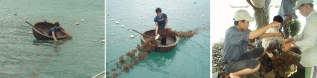 図3．ベトナムにおけるKappaphycus alvareziiの養殖現場と収穫藻体