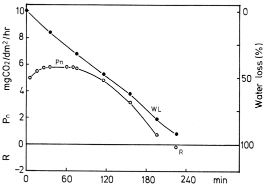 図5. スサビノリ葉状体の空気中における純光合成 (Pn) と乾燥 (WL) の経時変化（15 klux, 15 ℃）。R: 光合成測定後の暗呼吸。葉令65日の葉状体2個体（合計面積80.6 cm2 ）を使用。（Gao and Aruga 1987）