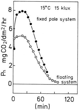 図7. 支柱柵（●）または浮流し柵（〇）で養殖したスサビノリの空気中での純光合成の経時変化（15 klux, 15 ℃）。富津市下洲漁場で養殖した葉状体各5個体を使用。（Gao and Aruga 1987）