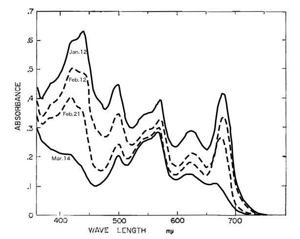 図４ スサビノリ葉状体の乾燥フィルムを常温放置した時の吸光曲線の変化．0 (Jan.12)，31 (Feb.12), 40 (Feb.21), 61 日目 (Mar.14) の吸光曲線．横軸は波長（nm）, 縦軸は吸光度. 