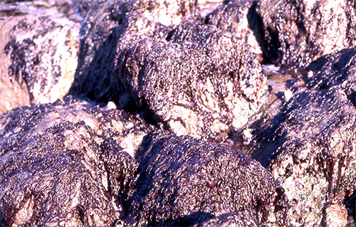 写真1.  岩場に自生する“岩ノリ”（山田信夫氏提供）