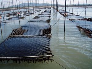 熊本県有明海の支柱式海苔養殖漁場