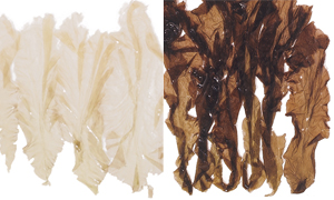 写真1　松島湾で養殖されたアサクサノリの健全な葉状体（右）と色落ち葉状体（左）