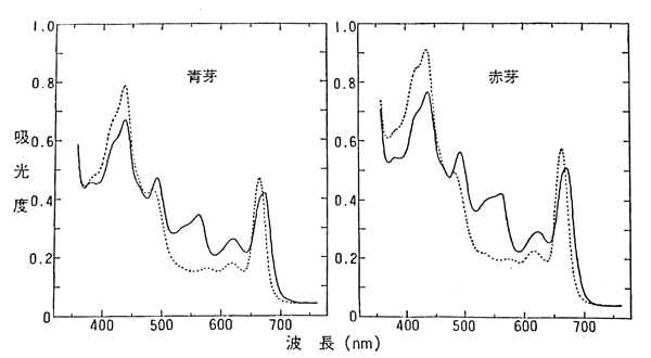 図4　フィルム状の乾燥ノリ葉状体の可視部吸光曲線。焼く前（実線）と焼いた後（点線）の比較
