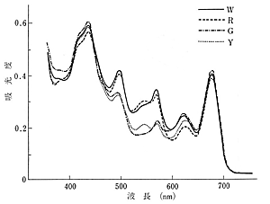 図1 同一漁場で同一時期に同一ノリ網上に生育したスサビノリの野生型（W）、赤色型（R）、緑色型（G）、黄色型（Y）葉状体の生体吸光曲線。（有賀1980）