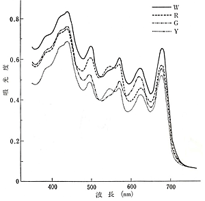 図2 スサビノリの室内培養した野生型（W）、赤色型（R）、緑色型（G）、黄色型（Y）フリー糸状体の生体吸光曲線。（有賀1980）