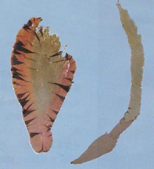 写真3 東京湾（千葉県富津）で養殖されたスサビノリの中から見出された区分状キメラ葉状体。右は“緑芽”作出の元となった葉状体（上部が緑色型、下部が野生型の色彩）。左は赤色型の葉状体に野生型の部分がくさび状に入っている。いずれもおしば標本。（三浦・国藤1981）