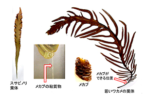 図1.　粘質物をもつ海藻の一例