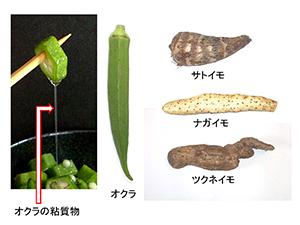 図2.　粘質物をもつ野菜の一例
