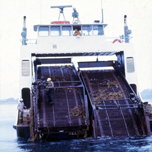写真4 ジャイアントケルプ刈取り船。船をバックさせながらエスカレーター状の刈取り機でケルプは上方に運ばれる。（カリフォルニア州沖、1977年）