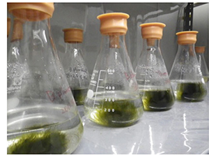 図3. 自然プロトプラスト由来のハネモ培養藻体