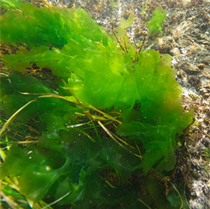 図１　緑藻アナアオサの生態写真．