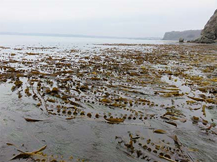 図1　北海道東部沿岸に見られる多様なコンブの天然群落.潮が退いた時の風景（厚岸沿岸）．