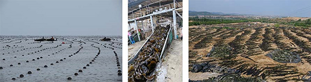 図4　中国北部における養殖コンブ生産の作業風景（遼寧省・山東省）.（左）養殖場の風景．（中）ベルトコンベアーで運ばれるコンブ．（右）干場での乾燥風景．