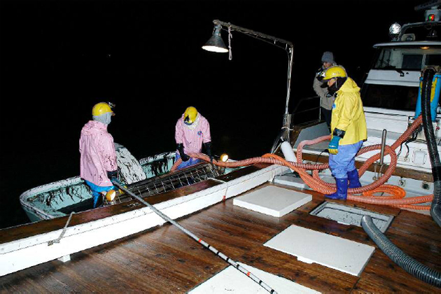 写真2　摘み取った海苔を漁場に係留している漁船の船底の貯留槽にパイプで送り込み貯留する様子