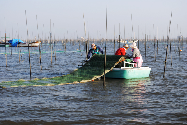 漁場に広げられる採苗網