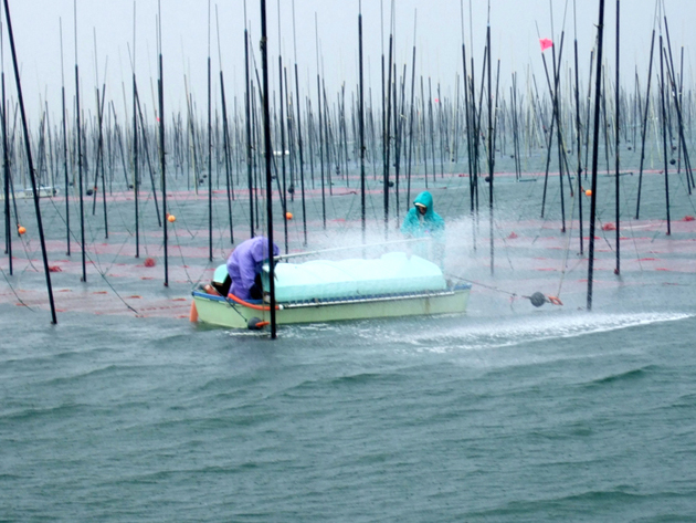 雨の中14日採苗網の網洗作業に励む海苔生産者